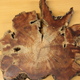 Like the words in a book: A cross-section of Scots pine, one of several tree species used in the study.